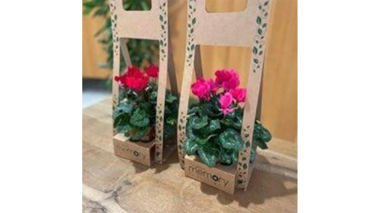 Corona compuesta por planta guineanas, planta begonias, planta campanula