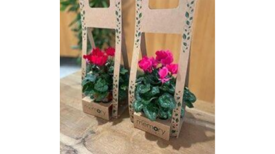 Corona compuesta por planta guineanas, planta begonias, planta campanula